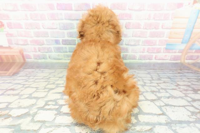 北海道のトイプードル(トイ) (Coo&RIKU室蘭店/2025年12月10日生まれ/男の子/レッド)の子犬の4枚目の画像