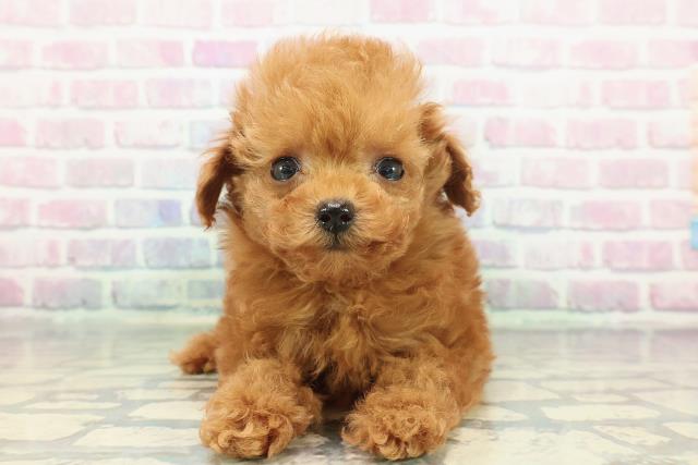 秋田県のトイプードル(トイ) (Coo&RIKU秋田店/2025年12月10日生まれ/女の子/レッド)の子犬の1枚目の画像