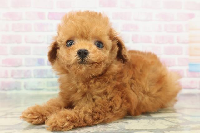 秋田県のトイプードル(トイ) (Coo&RIKU秋田店/2025年12月10日生まれ/女の子/レッド)の子犬の2枚目の画像