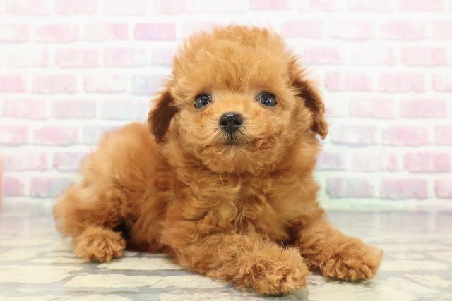 秋田県のトイプードル(トイ) (Coo&RIKU秋田店/2025年12月10日生まれ/女の子/レッド)の子犬の3枚目の画像