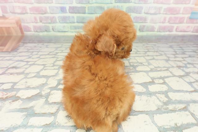 秋田県のトイプードル(トイ) (Coo&RIKU秋田店/2025年12月10日生まれ/女の子/レッド)の子犬の4枚目の画像
