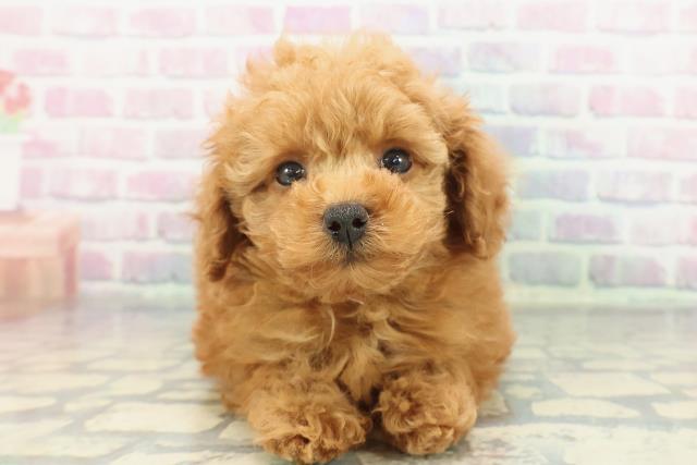 千葉県のトイプードル(トイ) (Coo&RIKUアクロスモール新鎌ケ谷店/2025年12月10日生まれ/女の子/レッド)の子犬