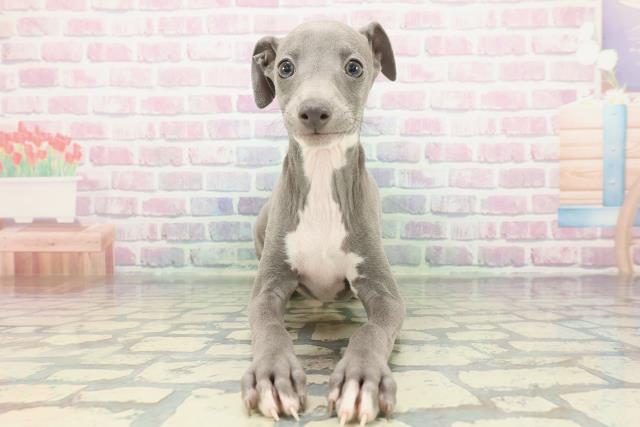 新潟県のイタリアングレーハウンド (Coo&RIKU新潟西店/2025年12月14日生まれ/男の子/ブルーホワイト)の子犬
