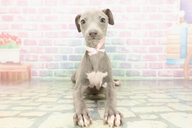 埼玉県のイタリアングレーハウンド (Coo&RIKU春日部店/2025年12月14日生まれ/女の子/ブルーホワイト)の子犬の1枚目の画像