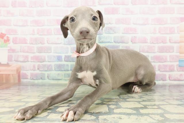 埼玉県のイタリアングレーハウンド (Coo&RIKU春日部店/2025年12月14日生まれ/女の子/ブルーホワイト)の子犬の2枚目の画像