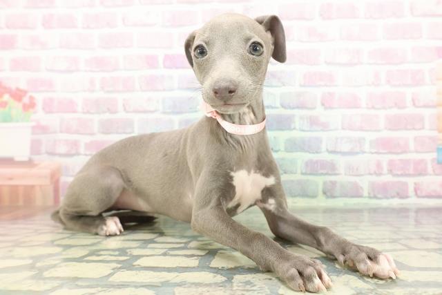 埼玉県のイタリアングレーハウンド (Coo&RIKU春日部店/2025年12月14日生まれ/女の子/ブルーホワイト)の子犬の3枚目の画像