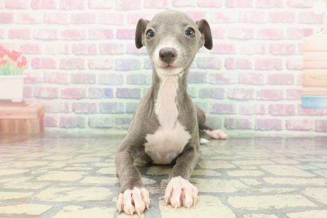 千葉県のイタリアングレーハウンド (Coo&RIKU東船橋店/2025年12月14日生まれ/女の子/ブルーホワイト)の子犬の1枚目の画像