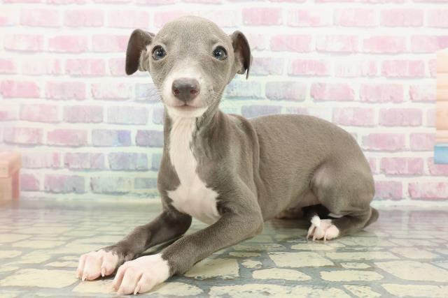 千葉県のイタリアングレーハウンド (Coo&RIKU東船橋店/2025年12月14日生まれ/女の子/ブルーホワイト)の子犬の2枚目の画像