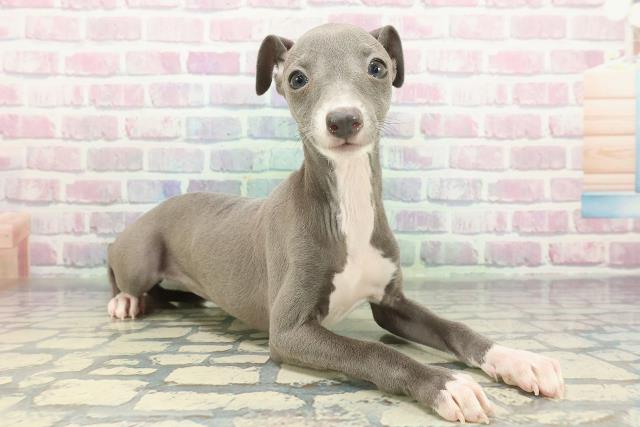 千葉県のイタリアングレーハウンド (Coo&RIKU東船橋店/2025年12月14日生まれ/女の子/ブルーホワイト)の子犬の3枚目の画像