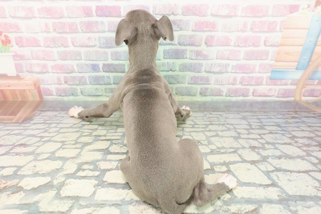 千葉県のイタリアングレーハウンド (Coo&RIKU東船橋店/2025年12月14日生まれ/女の子/ブルーホワイト)の子犬の4枚目の画像