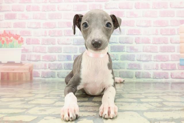 東京都のイタリアングレーハウンド (Coo&RIKU足立本店/2025年12月14日生まれ/女の子/ブルーホワイト)の子犬