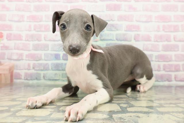 東京都のイタリアングレーハウンド (Coo&RIKU足立本店/2025年12月14日生まれ/女の子/ブルーホワイト)の子犬の2枚目の画像