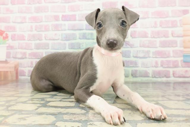 東京都のイタリアングレーハウンド (Coo&RIKU足立本店/2025年12月14日生まれ/女の子/ブルーホワイト)の子犬の3枚目の画像
