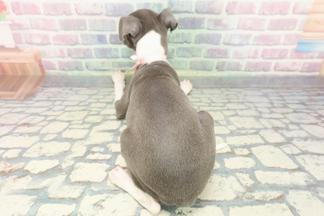 東京都のイタリアングレーハウンド (Coo&RIKU足立本店/2025年12月14日生まれ/女の子/ブルーホワイト)の子犬の4枚目の画像