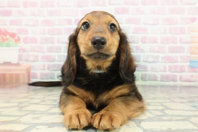 栃木県のスタンダードダックスフンド(ロング) (Coo&RIKUFKDインターパーク店/2025年12月14日生まれ/男の子/レッド)の子犬の1枚目の画像