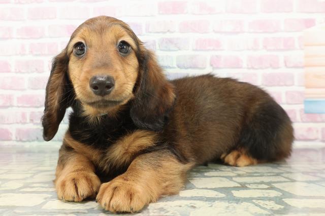 栃木県のスタンダードダックスフンド(ロング) (Coo&RIKUFKDインターパーク店/2025年12月14日生まれ/男の子/レッド)の子犬の2枚目の画像