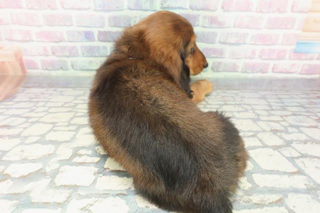 栃木県のスタンダードダックスフンド(ロング) (Coo&RIKUFKDインターパーク店/2025年12月14日生まれ/男の子/レッド)の子犬の4枚目の画像