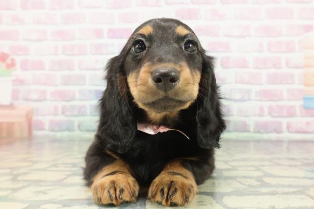 沖縄県のスタンダードダックスフンド(ロング) (Coo&RIKU沖縄浦添店/2025年12月14日生まれ/女の子/ブラックタン)の子犬の1枚目の画像