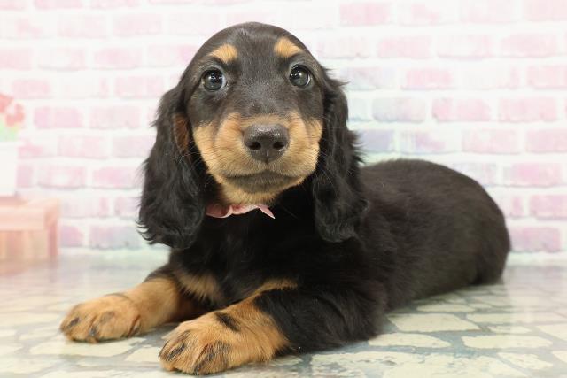 沖縄県のスタンダードダックスフンド(ロング) (Coo&RIKU沖縄浦添店/2025年12月14日生まれ/女の子/ブラックタン)の子犬の2枚目の画像