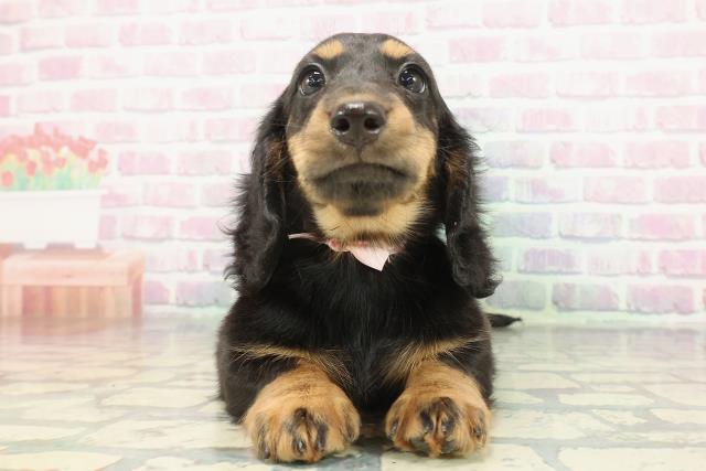 東京都のスタンダードダックスフンド(ロング) (Coo&RIKU足立本店/2025年12月14日生まれ/女の子/ブラックタン)の子犬の1枚目の画像