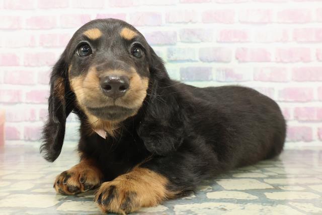 東京都のスタンダードダックスフンド(ロング) (Coo&RIKU足立本店/2025年12月14日生まれ/女の子/ブラックタン)の子犬の2枚目の画像