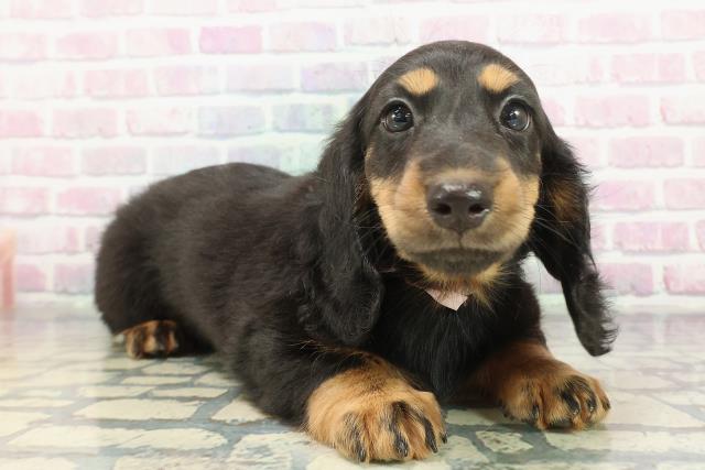 東京都のスタンダードダックスフンド(ロング) (Coo&RIKU足立本店/2025年12月14日生まれ/女の子/ブラックタン)の子犬の3枚目の画像