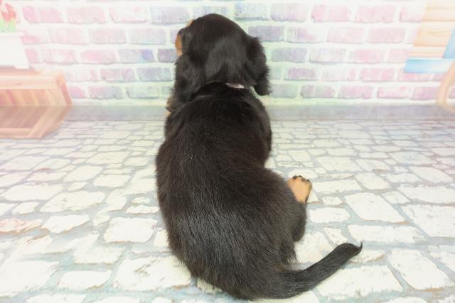 東京都のスタンダードダックスフンド(ロング) (Coo&RIKU足立本店/2025年12月14日生まれ/女の子/ブラックタン)の子犬の4枚目の画像