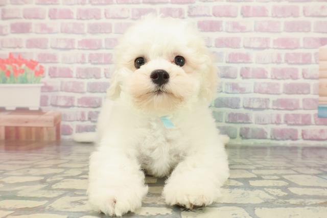 埼玉県のビションフリーゼ (Coo&RIKU桶川店/2025年12月4日生まれ/男の子/ホワイト)の子犬の1枚目の画像