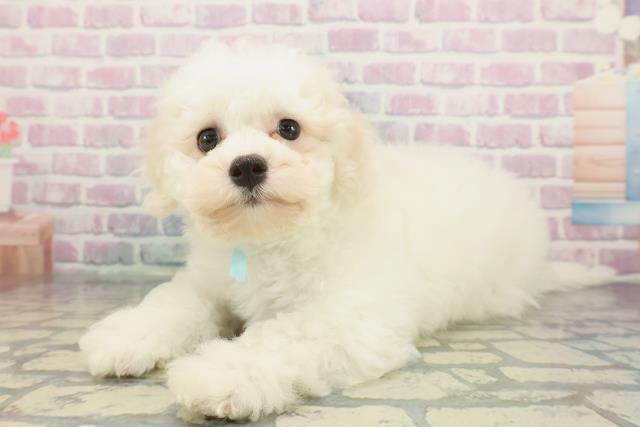 埼玉県のビションフリーゼ (Coo&RIKU桶川店/2025年12月4日生まれ/男の子/ホワイト)の子犬の2枚目の画像