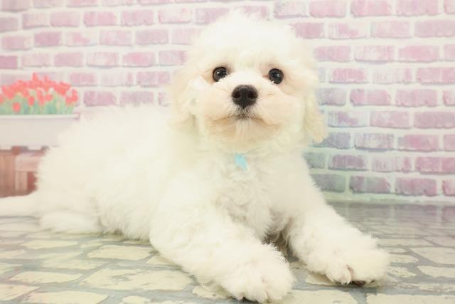 埼玉県のビションフリーゼ (Coo&RIKU桶川店/2025年12月4日生まれ/男の子/ホワイト)の子犬の3枚目の画像