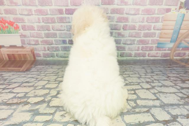 埼玉県のビションフリーゼ (Coo&RIKU桶川店/2025年12月4日生まれ/男の子/ホワイト)の子犬の4枚目の画像