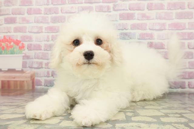 埼玉県のビションフリーゼ (Coo&RIKU川越店/2025年12月4日生まれ/男の子/ホワイト)の子犬の2枚目の画像