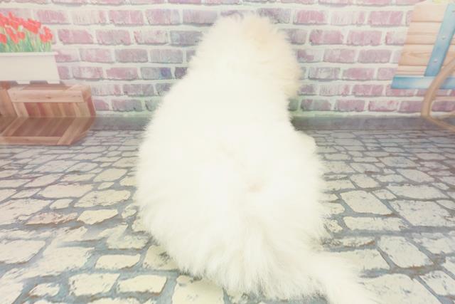 埼玉県のビションフリーゼ (Coo&RIKU川越店/2025年12月4日生まれ/男の子/ホワイト)の子犬の4枚目の画像