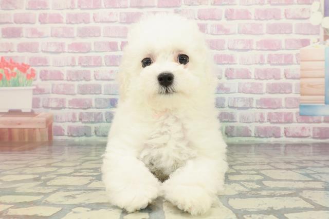 2025年12月4日生まれのビションフリーゼ