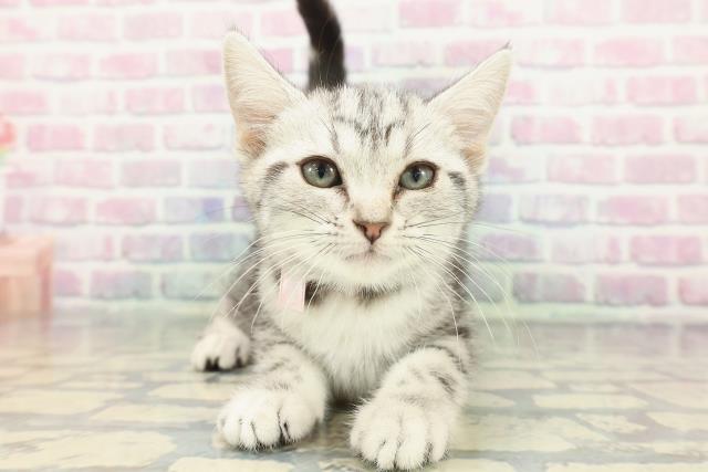新潟県のアメリカンショートヘアー (Coo&RIKU新潟西店/2025年12月3日生まれ/女の子/シルバータビー)の子猫の1枚目の画像