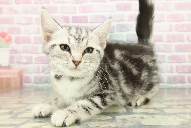 新潟県のアメリカンショートヘアー (Coo&RIKU新潟西店/2025年12月3日生まれ/女の子/シルバータビー)の子猫の2枚目の画像