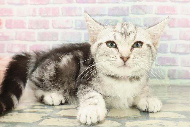 新潟県のアメリカンショートヘアー (Coo&RIKU新潟西店/2025年12月3日生まれ/女の子/シルバータビー)の子猫の3枚目の画像