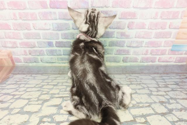 新潟県のアメリカンショートヘアー (Coo&RIKU新潟西店/2025年12月3日生まれ/女の子/シルバータビー)の子猫の4枚目の画像