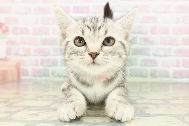 埼玉県のアメリカンショートヘアー (Coo&RIKU草加バイパス店/2025年12月3日生まれ/女の子/シルバータビー)の子猫の1枚目の画像