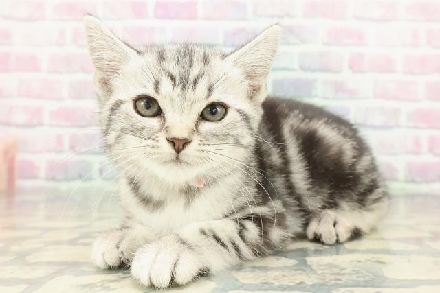 埼玉県のアメリカンショートヘアー (Coo&RIKU草加バイパス店/2025年12月3日生まれ/女の子/シルバータビー)の子猫の2枚目の画像