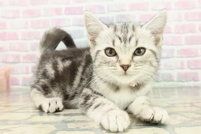 埼玉県のアメリカンショートヘアー (Coo&RIKU草加バイパス店/2025年12月3日生まれ/女の子/シルバータビー)の子猫の3枚目の画像