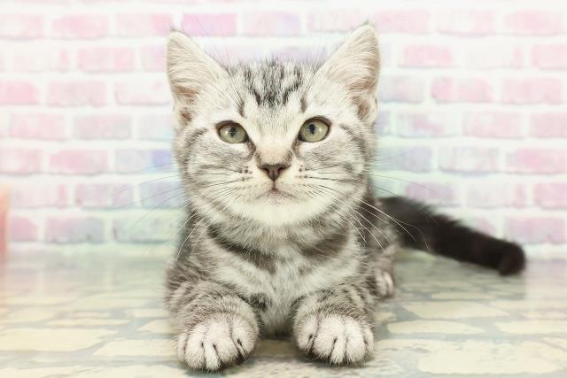 アメリカンショートヘアー