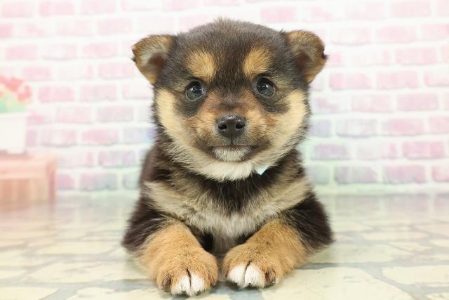 2025年12月15日生まれのチワ柴/柴チワ/チワシバ(チワワ×柴)