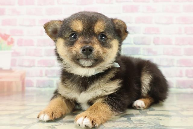 東京都のチワ柴/柴チワ/チワシバ(チワワ×柴) (Coo&RIKU高円寺店/2025年12月15日生まれ/男の子/黒)の子犬の2枚目の画像