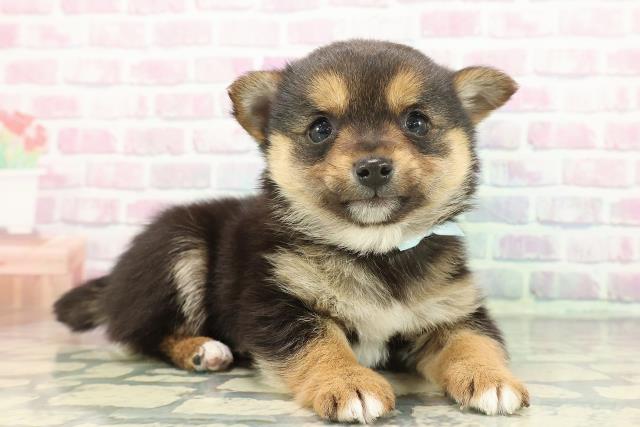 東京都のチワ柴/柴チワ/チワシバ(チワワ×柴) (Coo&RIKU高円寺店/2025年12月15日生まれ/男の子/黒)の子犬の3枚目の画像