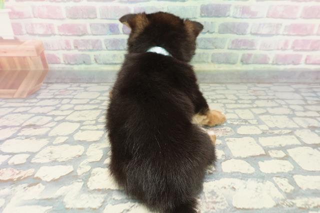 東京都のチワ柴/柴チワ/チワシバ(チワワ×柴) (Coo&RIKU高円寺店/2025年12月15日生まれ/男の子/黒)の子犬の4枚目の画像