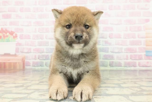 2025年12月15日生まれの柴犬(標準サイズ)