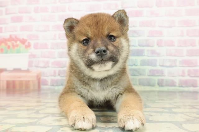 2025年12月15日生まれの柴犬(標準サイズ)