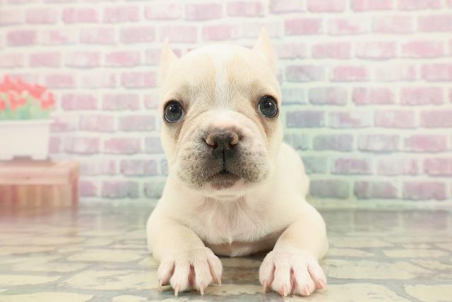 2025年12月5日生まれのフレンチブルドッグ