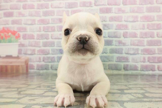 2025年12月5日生まれのフレンチブルドッグ
